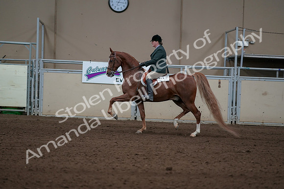 2019 Morgan Horse Show - Sept 01, 2019 - 12233