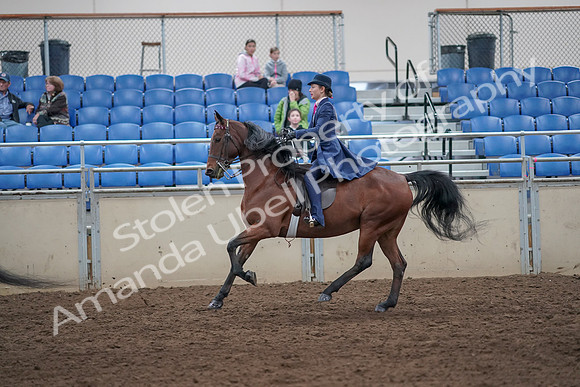 2019 Morgan Horse Show - Aug 31, 2019 - 09459