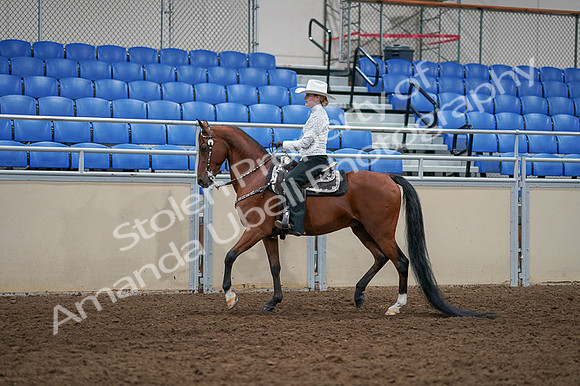 2020 - AB Morgan Horse - Fri, Sept 04 - 03486