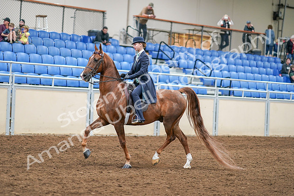 2020 - AB Morgan Horse - Sat, Sept 05 - 02623