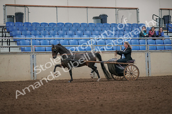 2019 Morgan Horse Show - Aug 31, 2019 - 04301