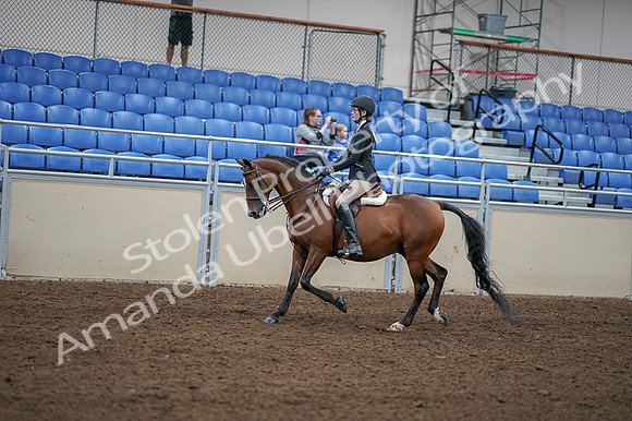 2020 - AB Morgan Horse - Fri, Sept 04 - 05876