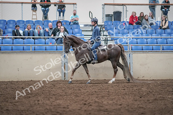 2019 Morgan Horse Show - Aug 31, 2019 - 21388