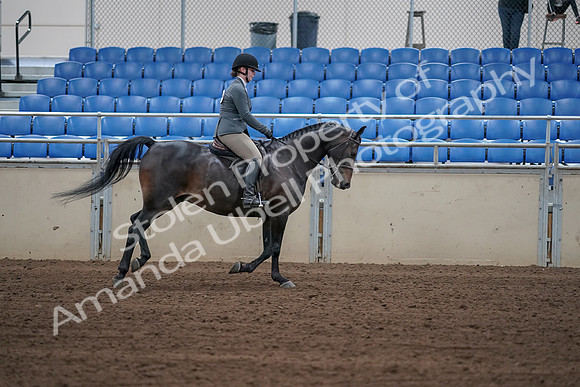 2019 Morgan Horse Show - Sept 01, 2019 - 11102