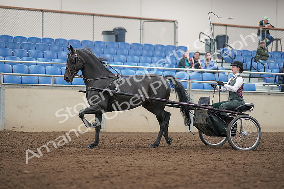 2019 Morgan Horse Show - Aug 31, 2019 - 04673