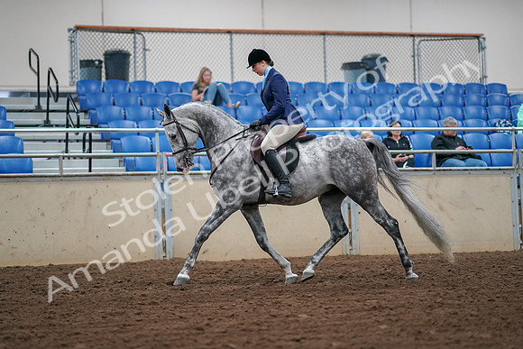 2019 Morgan Horse Show - Aug 30, 2019 - 16044
