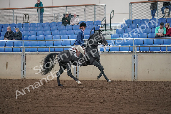 2019 Morgan Horse Show - Aug 31, 2019 - 07522