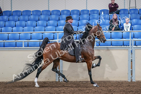 2020 - AB Morgan Horse - Sat, Sept 05 - 13244