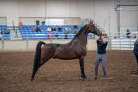 2019 Morgan Horse Show - Aug 31, 2019 - 01347