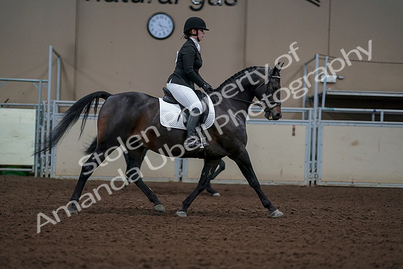 2019 Morgan Horse Show - Aug 30, 2019 - 18488