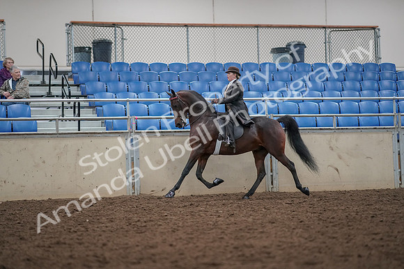 2019 Morgan Horse Show - Aug 30, 2019 - 27939