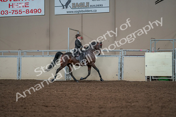 2019 Morgan Horse Show - Aug 30, 2019 - 28112