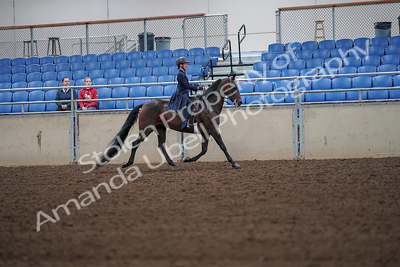 2019 Morgan Horse Show - Aug 30, 2019 - 18028