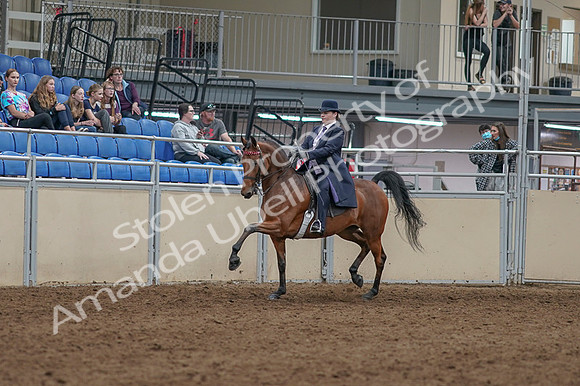 2020 - AB Morgan Horse - Fri, Sept 04 - 11449