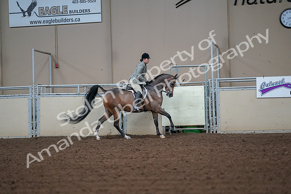 2019 Morgan Horse Show - Aug 30, 2019 - 17609