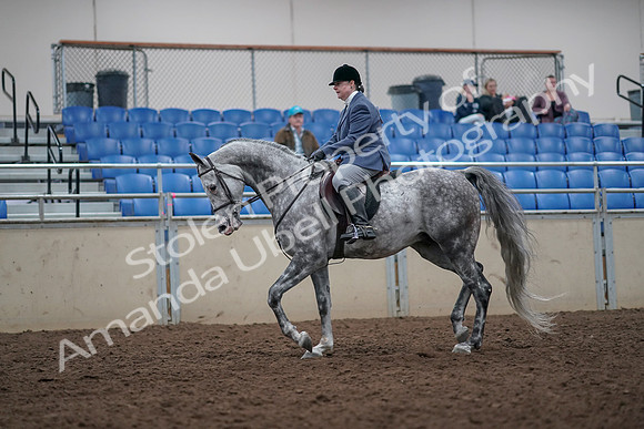 2019 Morgan Horse Show - Aug 31, 2019 - 14885