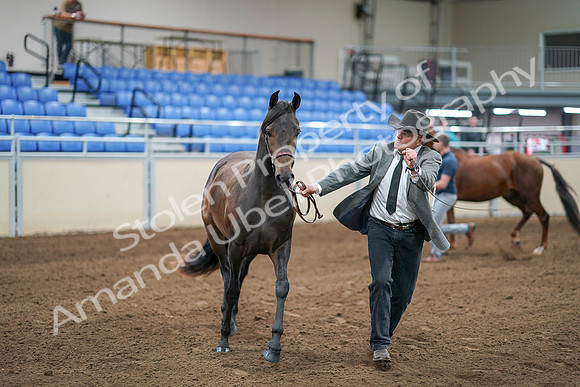 2020 - AB Morgan Horse - Sat, Sept 05 - 00245