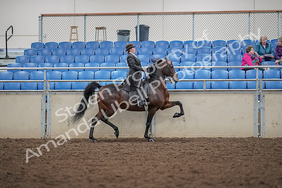 2019 Morgan Horse Show - Aug 30, 2019 - 28093