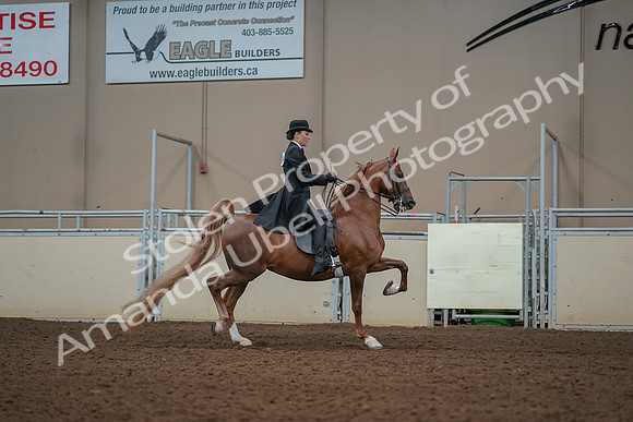 2019 Morgan Horse Show - Aug 30, 2019 - 25286