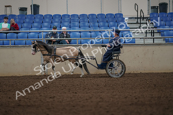 2019 Morgan Horse Show - Aug 31, 2019 - 04293