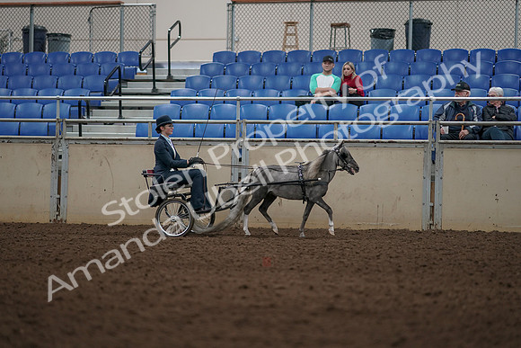 2019 Morgan Horse Show - Aug 31, 2019 - 04409