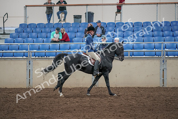2019 Morgan Horse Show - Aug 31, 2019 - 07530