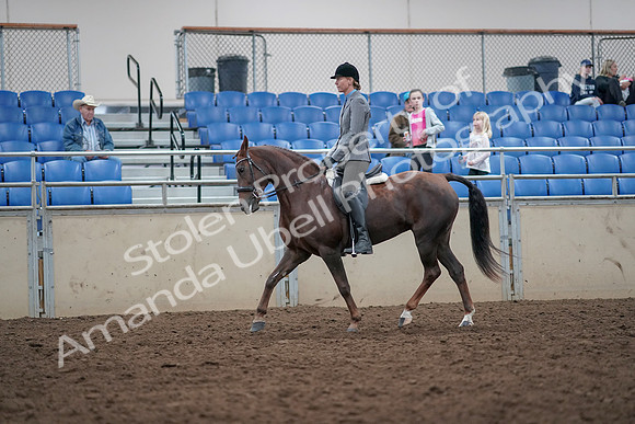 2019 Morgan Horse Show - Aug 31, 2019 - 14935