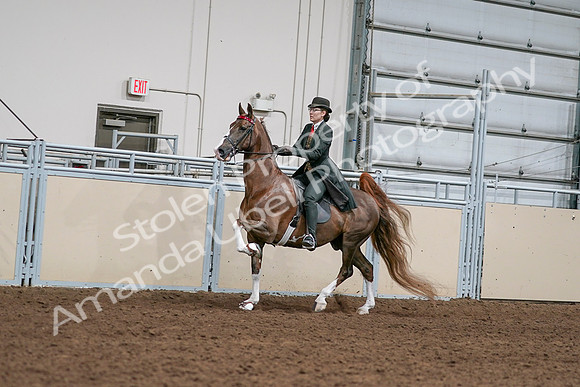 2020 - AB Morgan Horse - Sat, Sept 05 - 13019