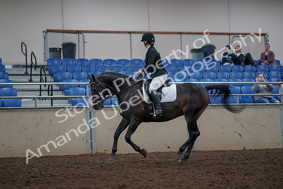 2019 Morgan Horse Show - Aug 31, 2019 - 16664