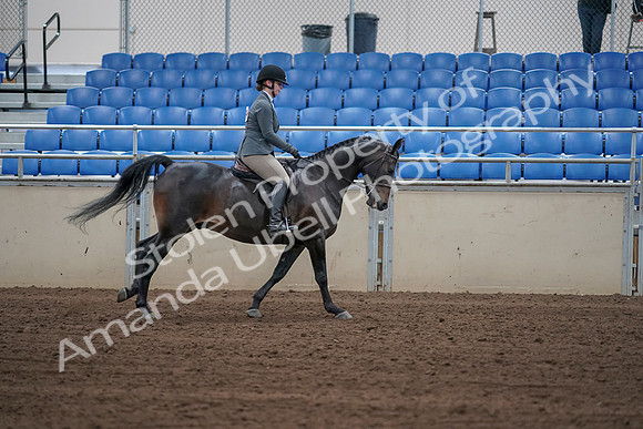 2019 Morgan Horse Show - Sept 01, 2019 - 11101