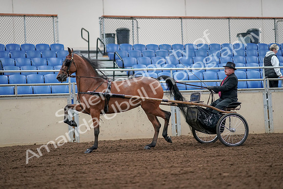 2019 Morgan Horse Show - Aug 30, 2019 - 13320