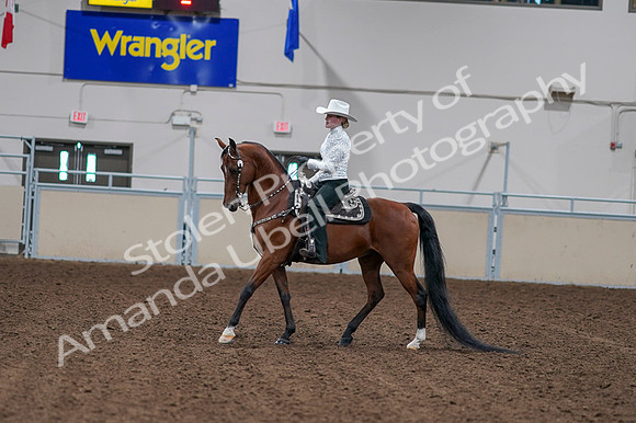 2020 - AB Morgan Horse - Fri, Sept 04 - 03570