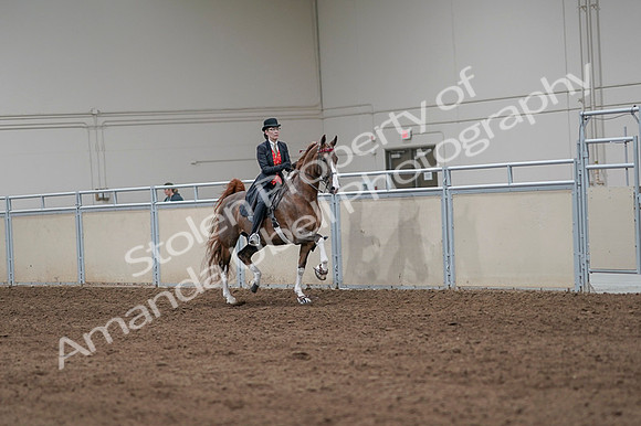 2020 - AB Morgan Horse - Fri, Sept 04 - 09841