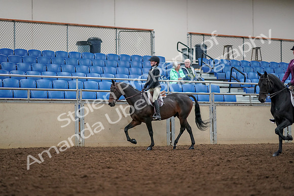 2019 Morgan Horse Show - Aug 30, 2019 - 23320