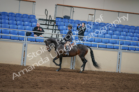 2020 - AB Morgan Horse - Sun, Sept 06 - 07867