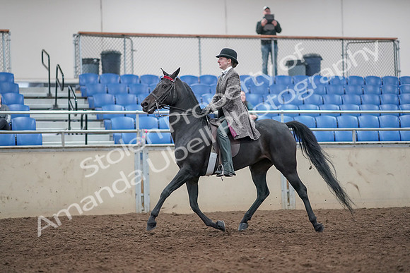 2019 Morgan Horse Show - Aug 31, 2019 - 09404
