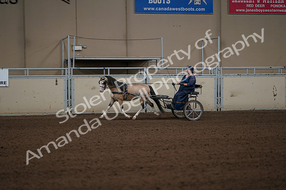 2019 Morgan Horse Show - Aug 31, 2019 - 04328