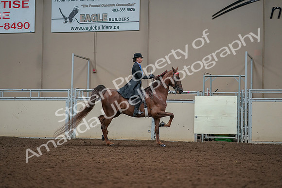 2019 Morgan Horse Show - Aug 30, 2019 - 25236