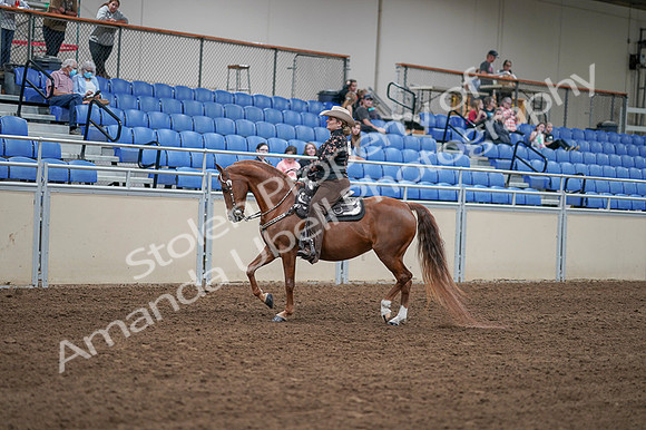2020 - AB Morgan Horse - Fri, Sept 04 - 08329