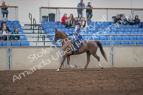2019 Morgan Horse Show - Aug 31, 2019 - 20448