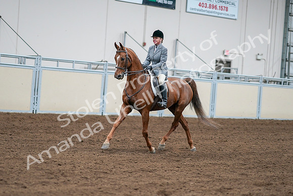2020 - AB Morgan Horse - Sat, Sept 05 - 03262