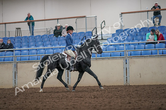 2019 Morgan Horse Show - Aug 31, 2019 - 07468
