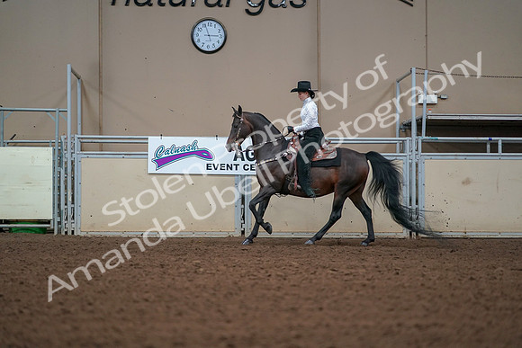 2019 Morgan Horse Show - Aug 30, 2019 - 16839