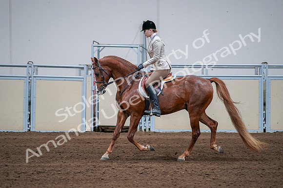 2020 - AB Morgan Horse - Fri, Sept 04 - 01650