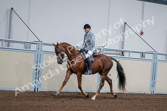 2020 - AB Morgan Horse - Fri, Sept 04 - 01601