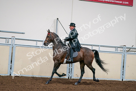 2020 - AB Morgan Horse - Sat, Sept 05 - 08131