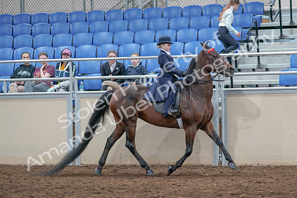 2020 - AB Morgan Horse - Sat, Sept 05 - 04889