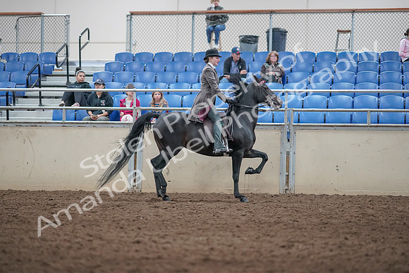 2019 Morgan Horse Show - Aug 31, 2019 - 09563