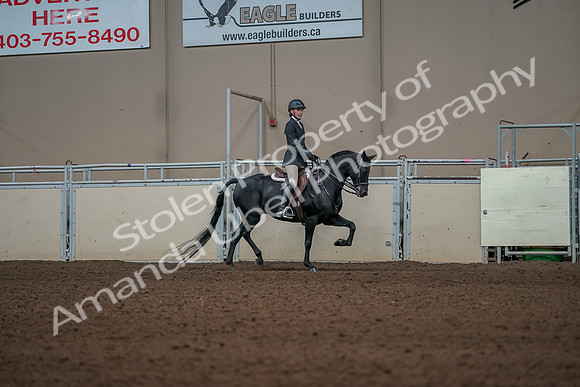 2019 Morgan Horse Show - Aug 31, 2019 - 05169