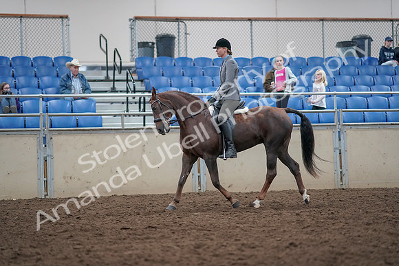 2019 Morgan Horse Show - Aug 31, 2019 - 14936